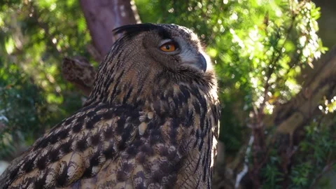 4K Slow Motion Close-Up Owl - Majestic Bird of Prey Eyes and Head Turn Stock Footage 330498989