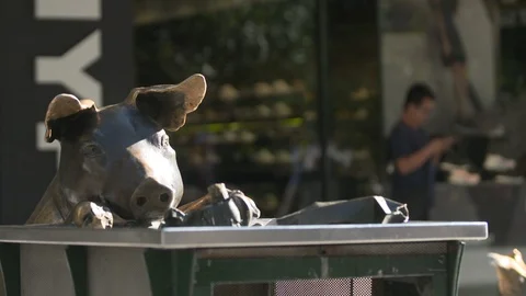 4K Slow motion close up pig statues at Rundle Mall Adelaide Stock Footage 102871949