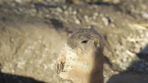 4K Slow Motion Close-Up Prairie Dog Eating - Detailed Rodent Chewing Food Vídeos de archivo 330500509