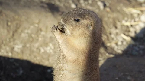 4K Slow Motion Close-Up Prairie Dog Eating - Detailed Rodent Chewing Food Stock Footage 330500533