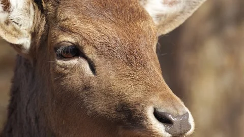 4K Slow Motion Close-Up Red Deer - Majestic Forest Animal Portrait Detail Vídeos de archivo 330500401