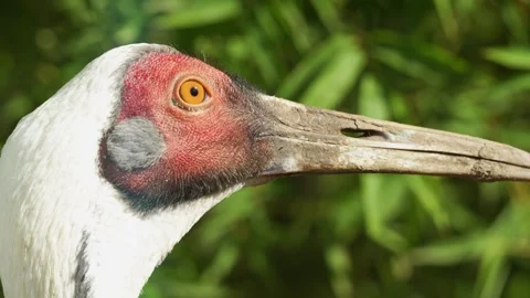 4K Slow Motion Close-Up Sarus Crane Head - Red Skin and Long Beak Detail Stock Footage 330500690