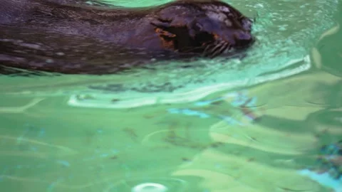 4K Slow Motion Close-Up Sea Lion Swimming - Detailed Marine Mammal Movement Video stock 330499789