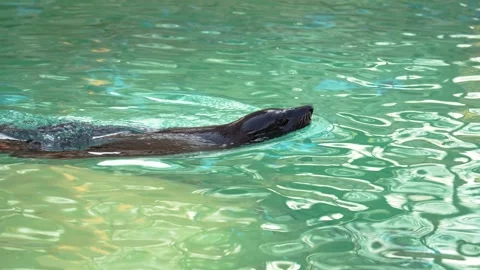 4K Slow Motion Close-Up Sea Lion Swimming - Detailed Marine Mammal Movement Video stock 330499834