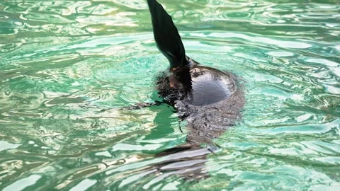 4K Slow Motion Close-Up Sea Lion Swimming - Detailed Marine Mammal Movement Video stock 330499843