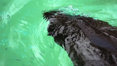 4K Slow Motion Close-Up Sea Lion Swimming - Detailed Marine Mammal Movement Video stock 330499875