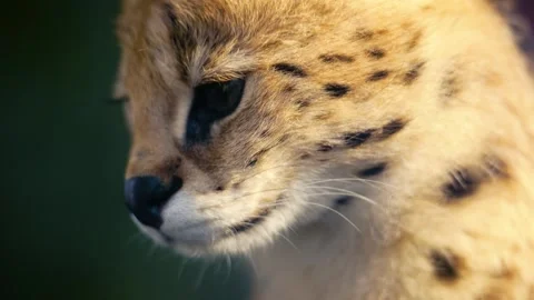 4K Slow Motion Close-Up Serval - Wild Cat Turning Head Portrait Video stock 330499146