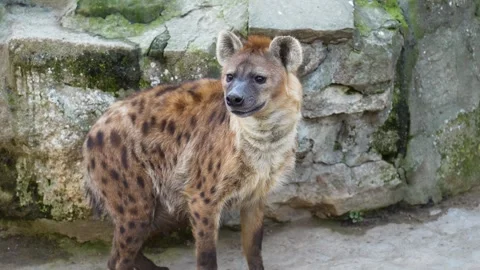 4K Slow Motion Close-Up Spotted Hyena - Predator Portrait Looking at Camera Stock Footage 330500572