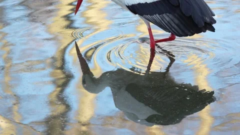 4K Slow Motion Close-Up Stork Wading - Detailed Bird Walking in Shallow Pond Vídeos de archivo 330499679