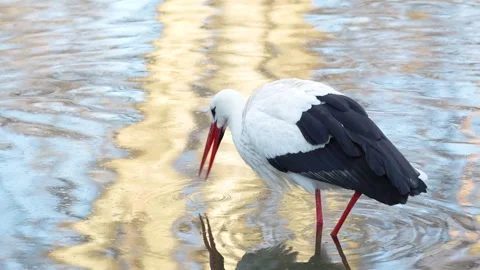 4K Slow Motion Close-Up Stork Wading - Detailed Bird Walking in Shallow Pond Video stock 330499739