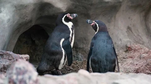 4K Slow Motion Close-Up Two Humboldt Penguins - Pair of Seabirds by Cave Stock-Footage 330498855
