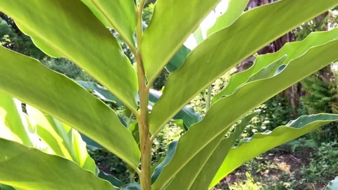 4K Slow Motion Close Up of Vibrant Torch Ginger Flower Plant in Tropical Garden Stock-Footage 337228038