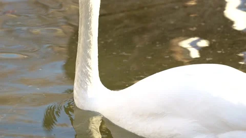 4K Slow Motion Close-Up White Swan - Elegant Bird Floating on Calm Lake Stock Footage 330499703