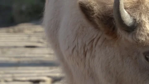 4K Slow Motion Close-Up White American Bison Head - Rare White Buffalo Face Stock Footage 330500600