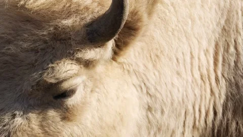 4K Slow Motion Close-Up White American Bison Head - Rare White Buffalo Face Stock Footage 330500643