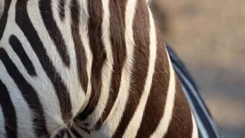 4K Slow Motion Close-Up Zebra - Detailed Black and White Stripes Pattern Stock Footage 330499668