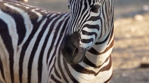 4K Slow Motion Close-Up Zebra - Detailed Black and White Stripes Pattern Stock Footage 330499673