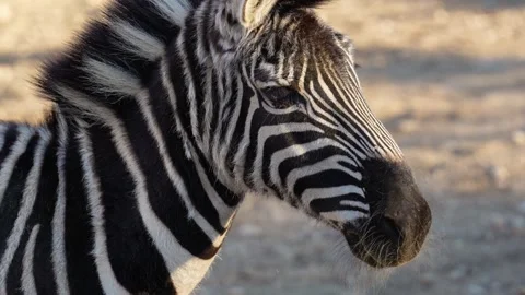 4K Slow Motion Close-Up Zebra - Detailed Black and White Stripes Pattern Video stock 330499712