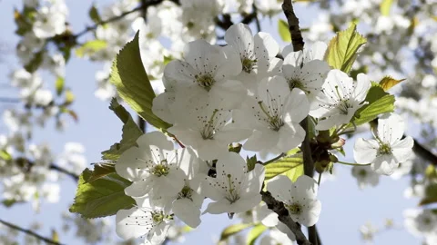 4k slow motion closeup video of a blossoming tree branch over sky backround Stock Footage 186224031