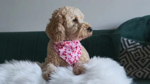 4K Slow motion Cockapoo dog wearing a love heart bandana Stock Footage 229409851