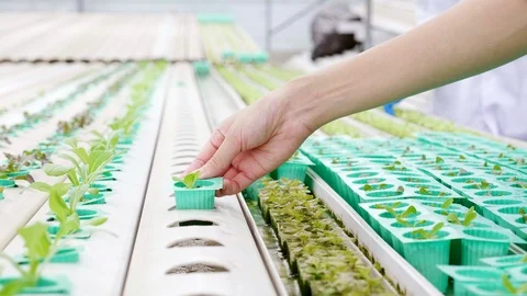 4K Slow motion: Concept of doing business about agriculture, growing hydroponic Stock Footage 118028722