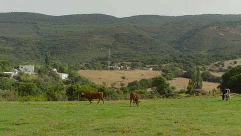 4k slow motion. Cows grazing in a meadow of Tarifa Stock-Footage 75420388