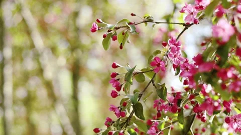 4K slow motion crab apple blossoms swaying in sunlight, spring nature scene. 스톡 동영상 334138850