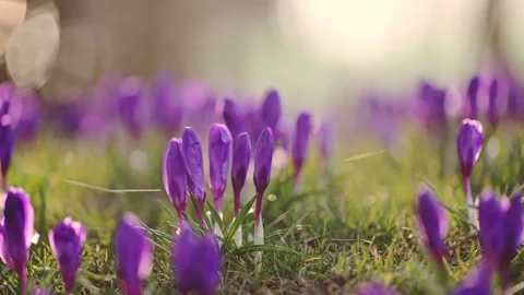 4K slow-motion crocuses in bloom on vibrant green grass, sunlight, and a soft Stock Footage 304617847