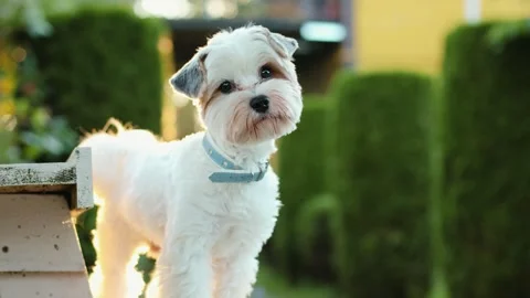 4K slow motion of a cute Biewer York puppy looking around at sunset. Stock Footage 344880793