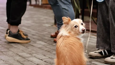 4K slow motion of a cute fluffy dog on a leash looking around on a city stree Video stock 346644423