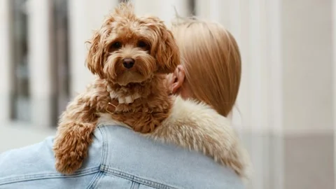 4K slow motion of a cute Maltipoo puppy sitting on its owner shoulder outdoor Stock Footage 344570770