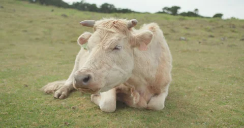 4K Slow Motion Cute White Cow Eating CloseUp Stock Footage 242722392