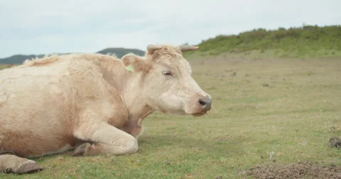 4K Slow Motion Cute White Cow Eating Madeira Island Stock Footage 242722719