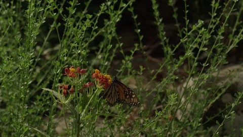 4k slow motion. Danaus plexippus suck asclepia. Stock Footage 75424292