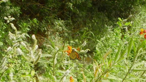 4k slow motion. Danaus plexippus suck asclepia. Stock Footage 75424337