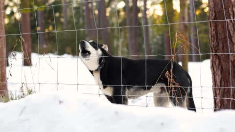 4K slow motion dog barking behind wire fence in snowy forest at sunset. Prote 스톡 동영상 329586684