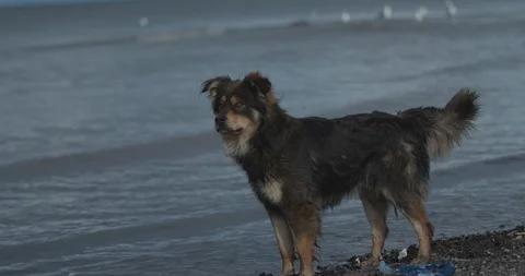 4K Slow Motion Dog on The Beach Near the Ocean Turning Head 库存影片 111718878