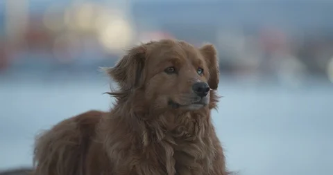 4K Slow Motion Dog with Multi Colored Eyes Turning Head 库存影片 111720283