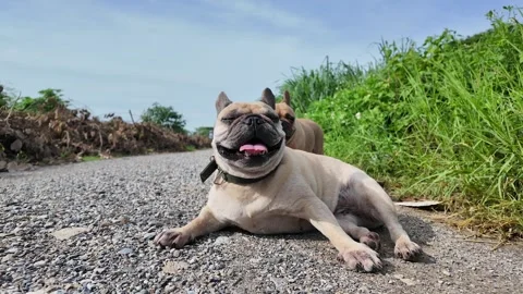 4K Slow motion dog panting at street against blue sky background. Vídeo Stock 277615897
