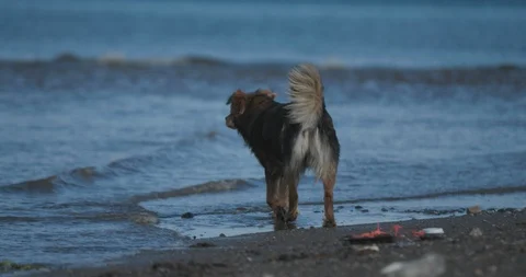 4K Slow Motion Dog Walking Into The Ocean Shore 库存影片 111719441