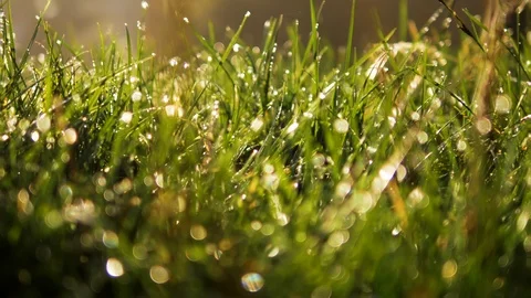 4k Slow motion dolly blurred green grass with water drops. Defocused landscape Stock Footage 88529035