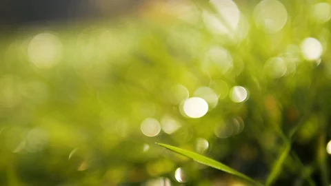 4k Slow motion dolly deep blurred green grass with water drops. Defocused shot Stock Footage 88531691
