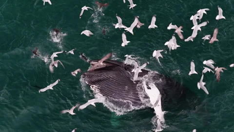 4K Slow motion drone shot of lunge feeding humpback whale, Loch Ainort, Skye Video stock 327710553