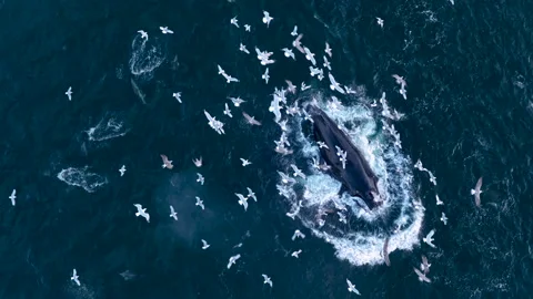 4K slow motion drone shot of humpback whale lunge feeding, Loch Broom Scotland Video stock 327731474
