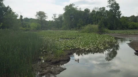 4K Slow Motion Duck Taking Off From Water 스톡 동영상 154378964