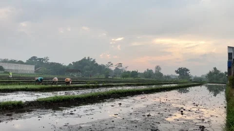 4K Slow Motion Editorial Video of Farmers Planting Rice Seedlings in Paddy Field 스톡 동영상 337228125