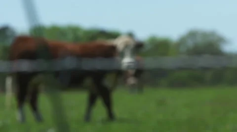 4k Slow Motion focus pull from a Barbed Wire fence to a cow Grazing Stock Footage 49729814