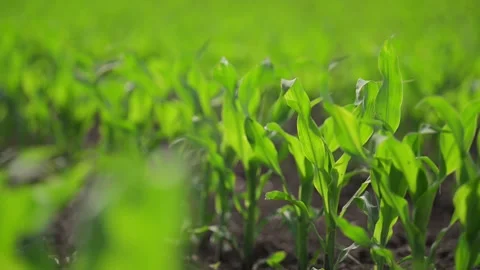 4K slow-motion footage of corn sprouts emerging on a well-planted field in Stock Footage 295365090