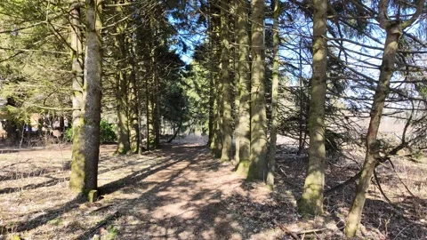 4K Slow Motion Forest Path Glide In Spring Sunshine Stock-Footage 333917439