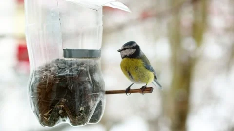4K slow motion great tit titmouse (Parus major) sitting on bird feeder in win 스톡 동영상 327239463
